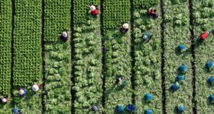 الموسم الزراعي في الصين