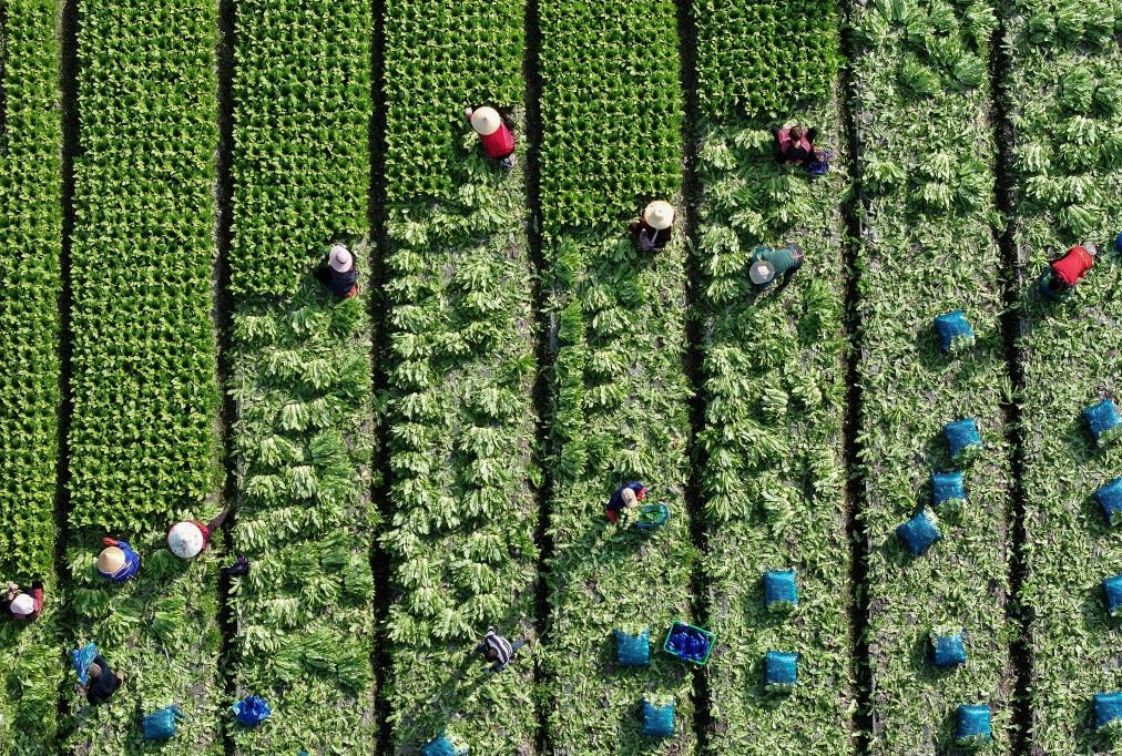 الموسم الزراعي في الصين