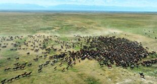 الخيول في منطقة شينجيانغ الصينية