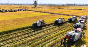 الصين تطلق خطة تنفيذية شاملة لتسريع تحديث الزراعة ودفع النهوض الريفي