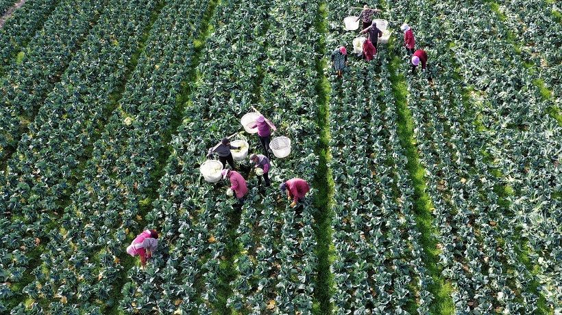 استطلاع رأي لشبكة CGTN: أكثر من 90% يقرون بالدور المحوري للصين في الحد من الفقر العالمي