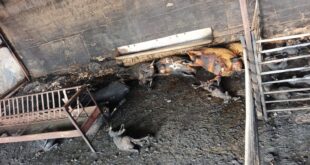 حريق في مزرعة بالسموع يؤدي إلى نفوق 75 رأسًا من الأغنام وسط ترجيحات بوقوف المستوطنين خلفه