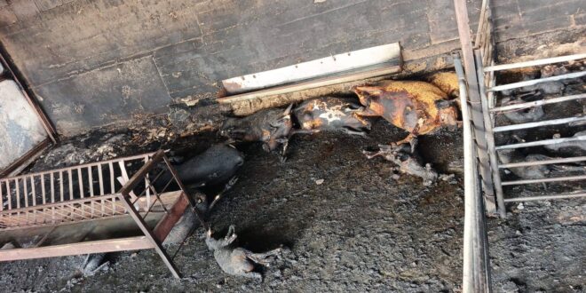 حريق في مزرعة بالسموع يؤدي إلى نفوق 75 رأسًا من الأغنام وسط ترجيحات بوقوف المستوطنين خلفه