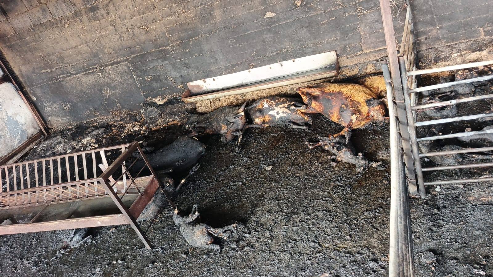 حريق في مزرعة بالسموع يؤدي إلى نفوق 75 رأسًا من الأغنام وسط ترجيحات بوقوف المستوطنين خلفه