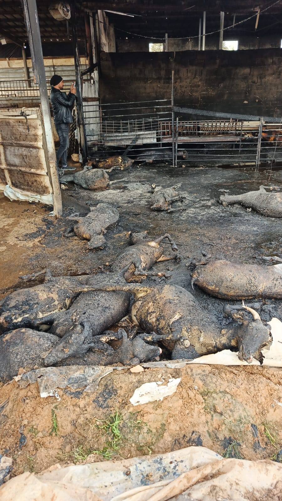 حريق في مزرعة بالسموع يؤدي إلى نفوق 75 رأسًا من الأغنام وسط ترجيحات بوقوف المستوطنين خلفه