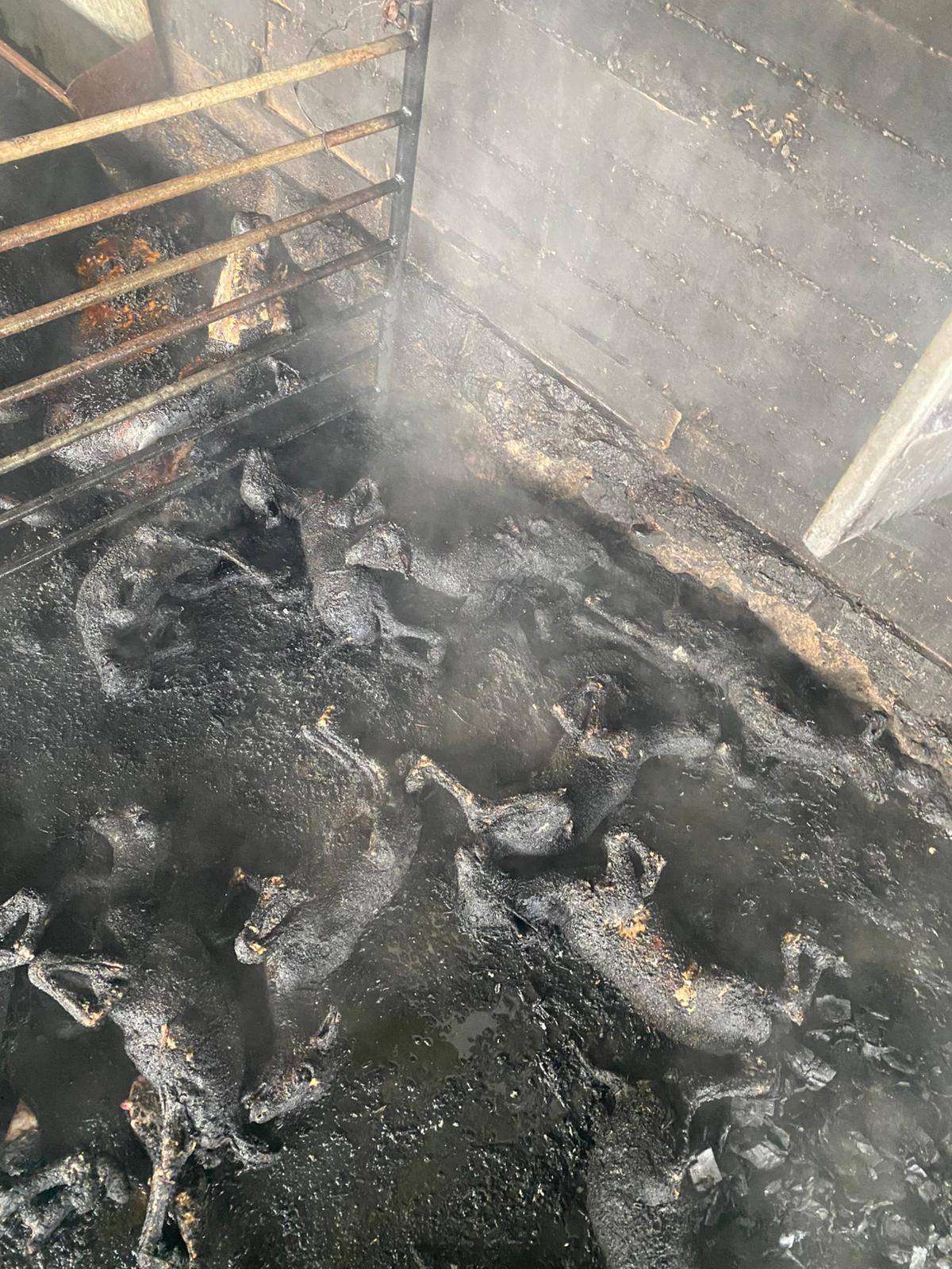 حريق في مزرعة بالسموع يؤدي إلى نفوق 75 رأسًا من الأغنام وسط ترجيحات بوقوف المستوطنين خلفه