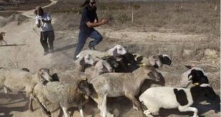 مستوطنون يسرقون أغناما خلال هجومهم على يبرود شرق رام الله