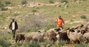 مستوطنون يرعون أغنامهم في المغير شرق رام الله