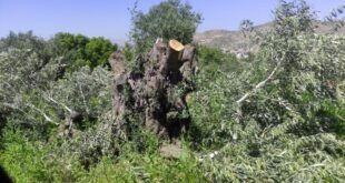 مستوطنون يقطعون 21 شجرة زيتون في المغير شرق رام الله