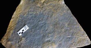 علماء من الصين وإسبانيا يكتشفون مسارين لآثار أقدام سحالي متحجرة من العصر الجوراسي في أوروبا