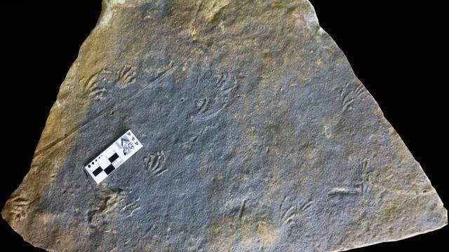 علماء من الصين وإسبانيا يكتشفون مسارين لآثار أقدام سحالي متحجرة من العصر الجوراسي في أوروبا