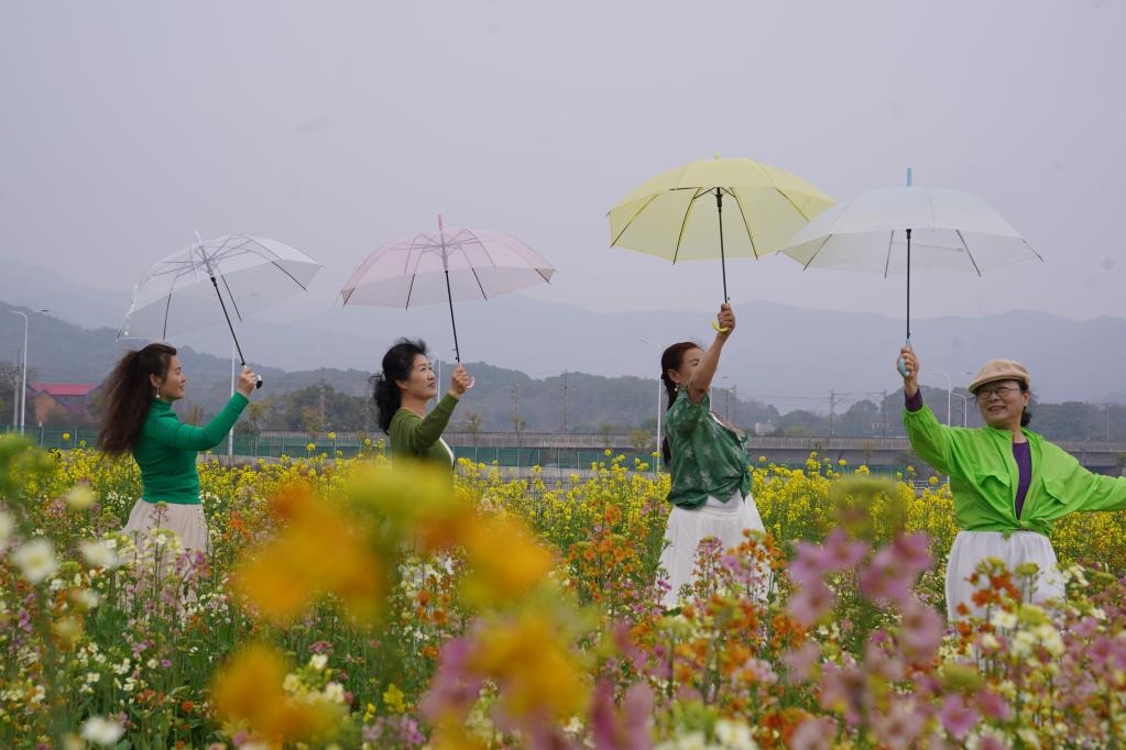 تفتح زهور اللفت في مقاطعة جيانغشي بشرقي الصين