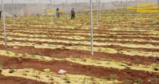 الاتحاد الأوروبي ينفذ جولة لمشاريع دعم صمود لمزارعين في طوباس وقلقيلية