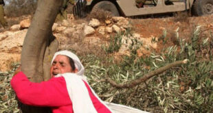 شؤون المرأة : في يوم الأرض تتجذر المرأة الفلسطينية كأرضها صامدة وحارسة للهوية والوجود