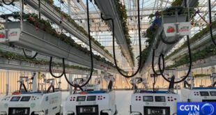 الزراعة الذكية تفتح آفاقا جديدة للزراعة الحديثة في الصين