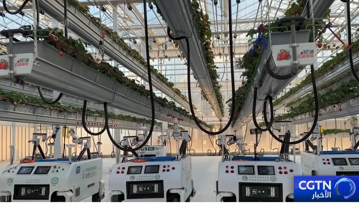 الزراعة الذكية تفتح آفاقا جديدة للزراعة الحديثة في الصين