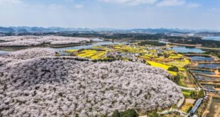 مناظر خلابة لأزهار الكرز في مقاطعة قويتشو بجنوب غربي الصين