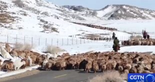 نحو 9.36 مليون رأس من الماشية تبدأ رحلة الانتقال تدريجياً
