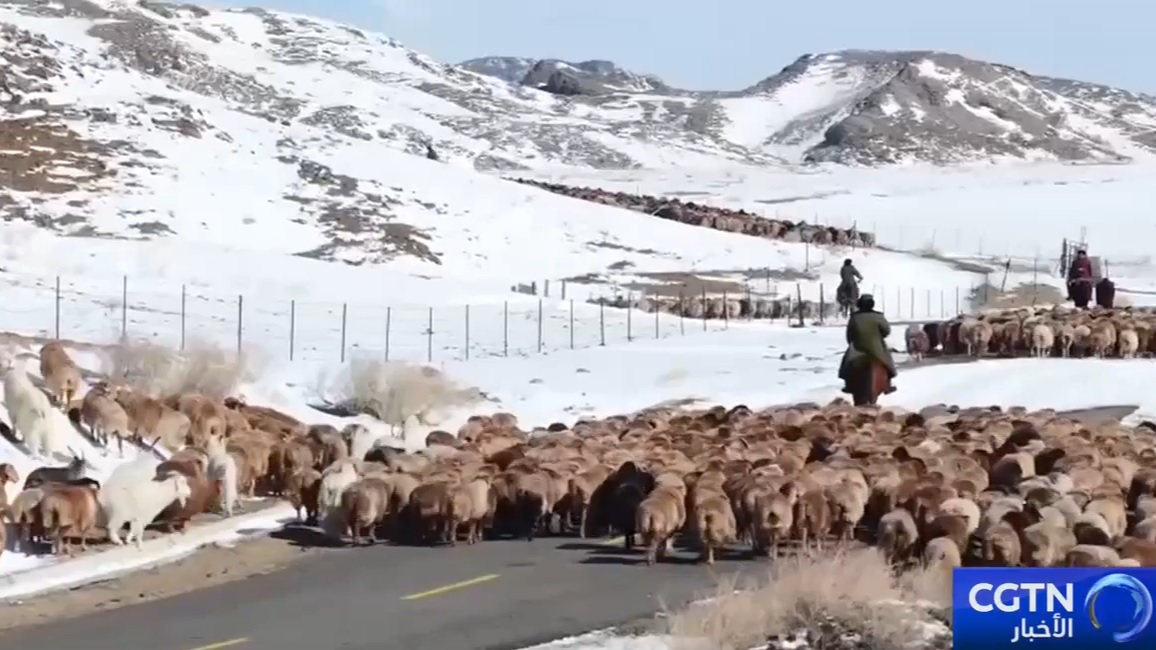 نحو 9.36 مليون رأس من الماشية تبدأ رحلة الانتقال تدريجياً