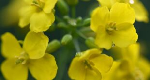 تفتح زهور السلجم في شرقي الصين