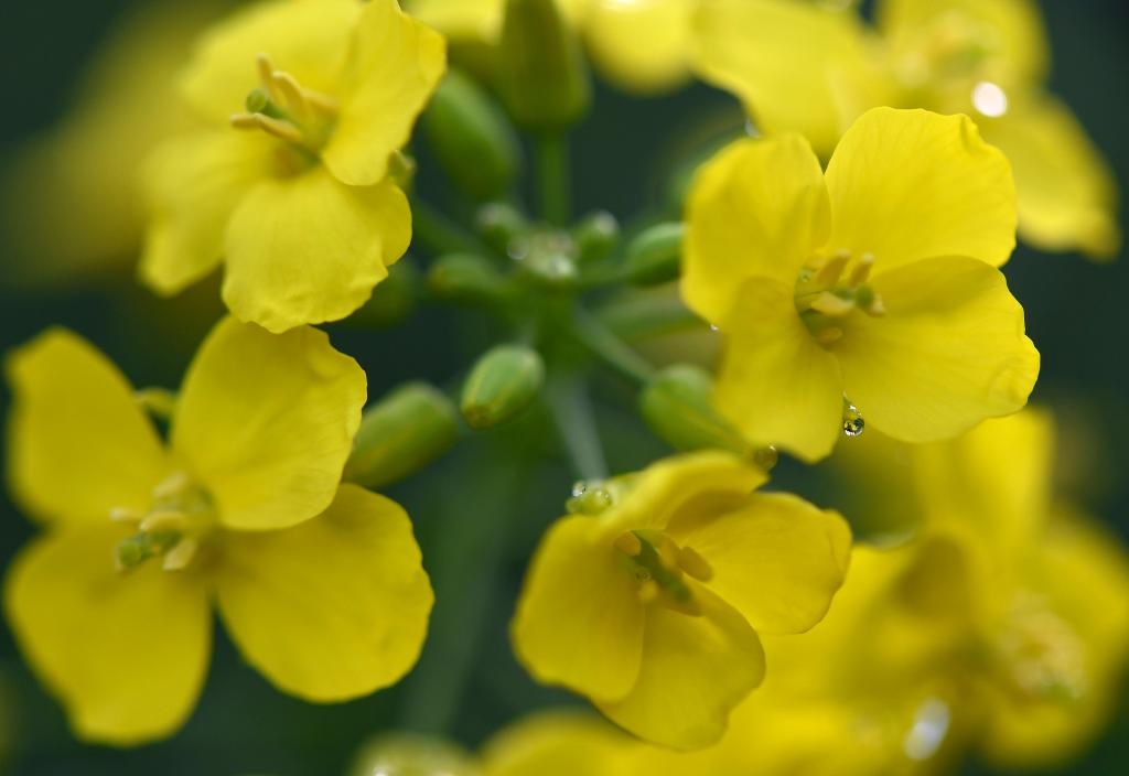 تفتح زهور السلجم في شرقي الصين