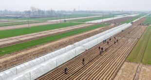 الحرث الربيعي في الصين