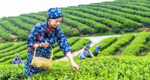 حصاد أوراق الشاي في الربيع في جنوب غربي الصين