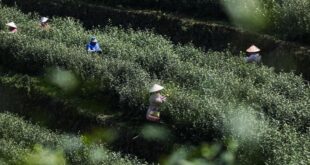 موسم حصاد الشاي بشرقي الصين