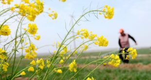 الزراعة الربيعية في شرقي الصين