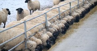 موسم ولادة الحملان في منطقة شينجيانغ الصينية