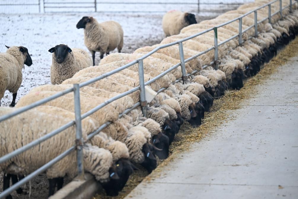 موسم ولادة الحملان في منطقة شينجيانغ الصينية