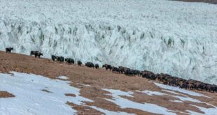 نهر زانغسير كانغري الجليدي في منطقة شيتسانغ الصينية