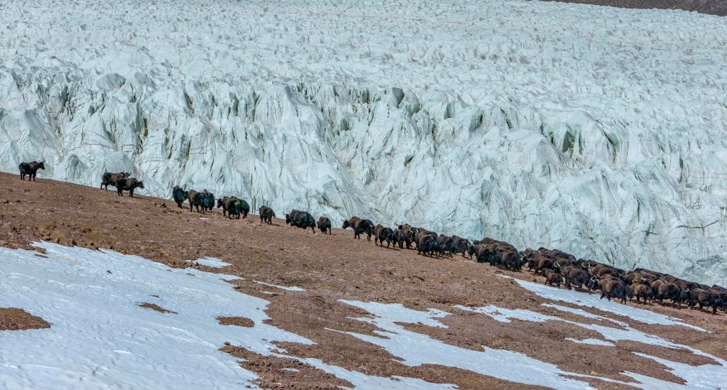 نهر زانغسير كانغري الجليدي في منطقة شيتسانغ الصينية