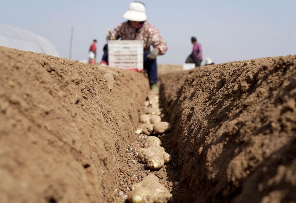 الحرث الربيعي في الصين