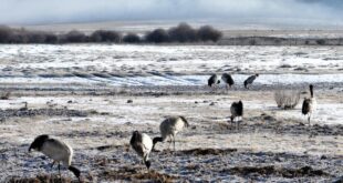 طيور الكركي ذات الرقبة السوداء في جنوب غربي الصين
