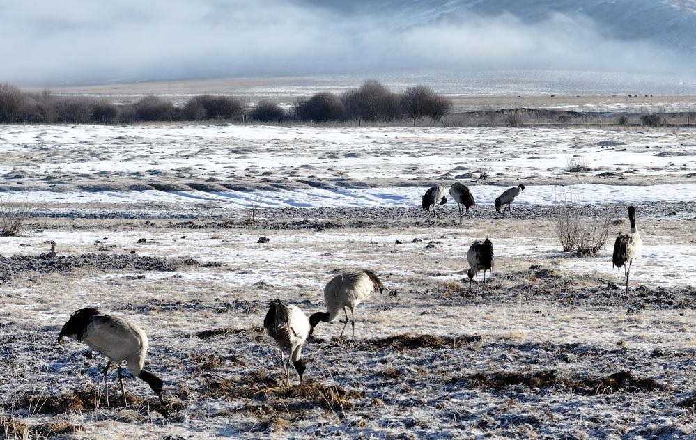 طيور الكركي ذات الرقبة السوداء في جنوب غربي الصين