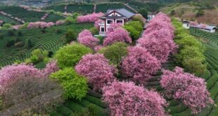 أزهار الكرز في جنوب شرقي الصين