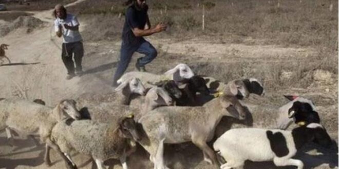 مستوطنون يسرقون رؤوس أغنام في قرية بيت أمرين شمال غرب نابلس