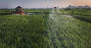 بأكثر من مليار دولار.. الذكاء الاصطناعي والرقمنة يدفعان صناعة قصب السكر في جنوبي الصين نحو آفاق جديدة