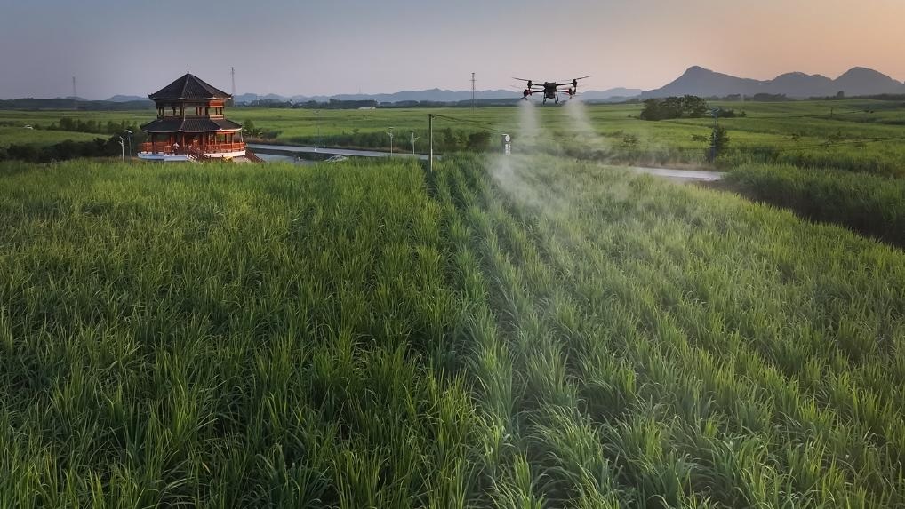 بأكثر من مليار دولار.. الذكاء الاصطناعي والرقمنة يدفعان صناعة قصب السكر في جنوبي الصين نحو آفاق جديدة