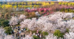 المناظر الربيعية في شيآن بشمال غربي الصين