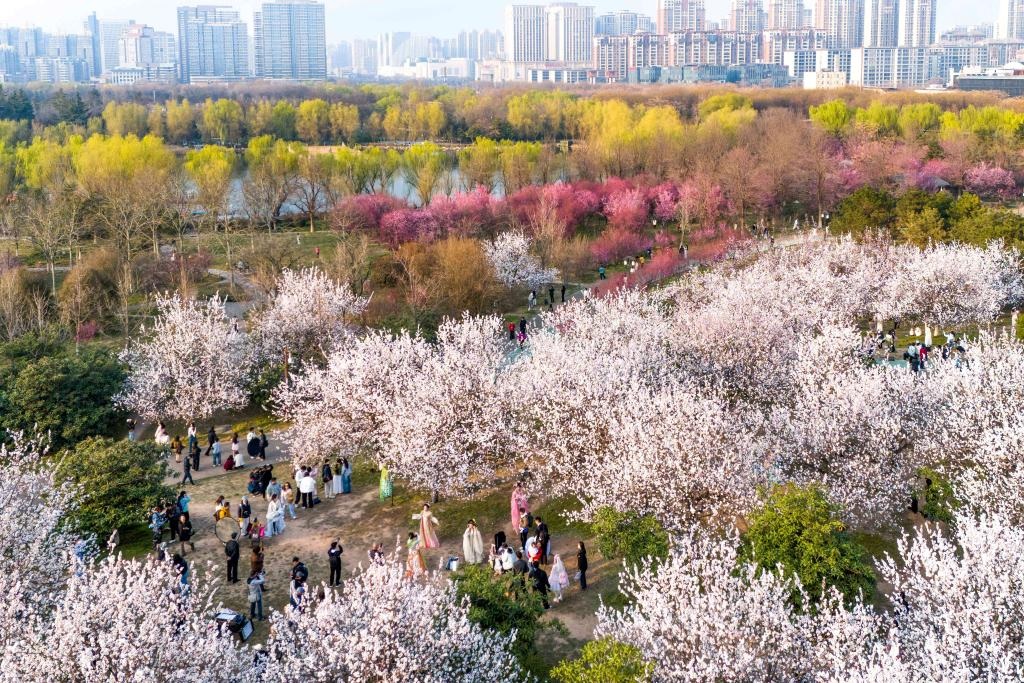 المناظر الربيعية في شيآن بشمال غربي الصين