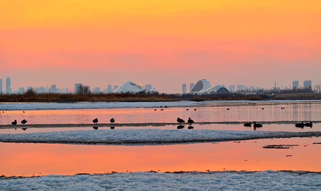 مقاطعة في أقصى شمالي الصين تستقبل عودة الطيور المهاجرة