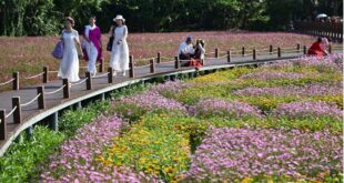 مناظر الربيع المزهرة في بوآو بمقاطعة هاينان الصينية