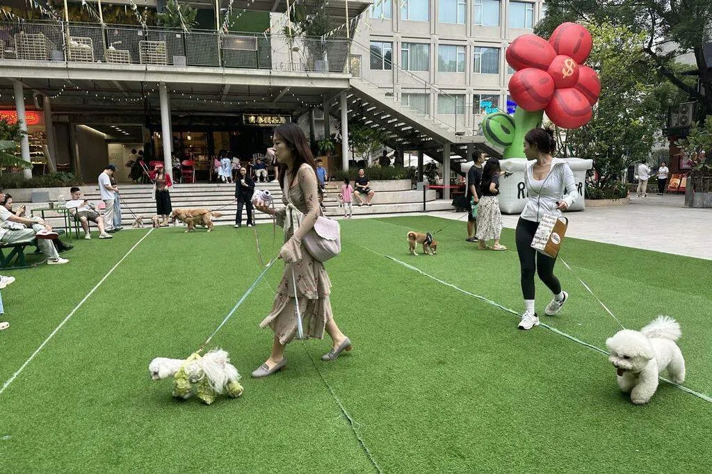 "الجيل زد" في الصين يعيد تشكيل استهلاك منتجات الحيوانات الأليفة
