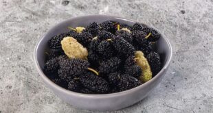 مستخلص من التوت يحسن صحة الأمعاء ويقلل الالتهابات في التجارب المخبرية