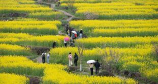 تفتح زهور السلجم في شرقي الصين