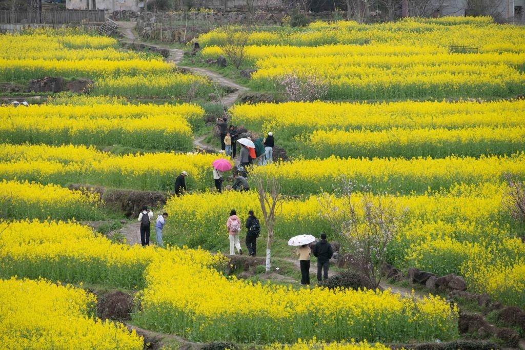 تفتح زهور السلجم في شرقي الصين