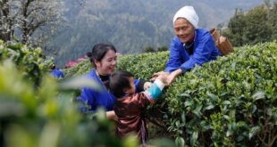 حصاد الشاي الربيعي في مناطق مختلفة بجنوبي الصين