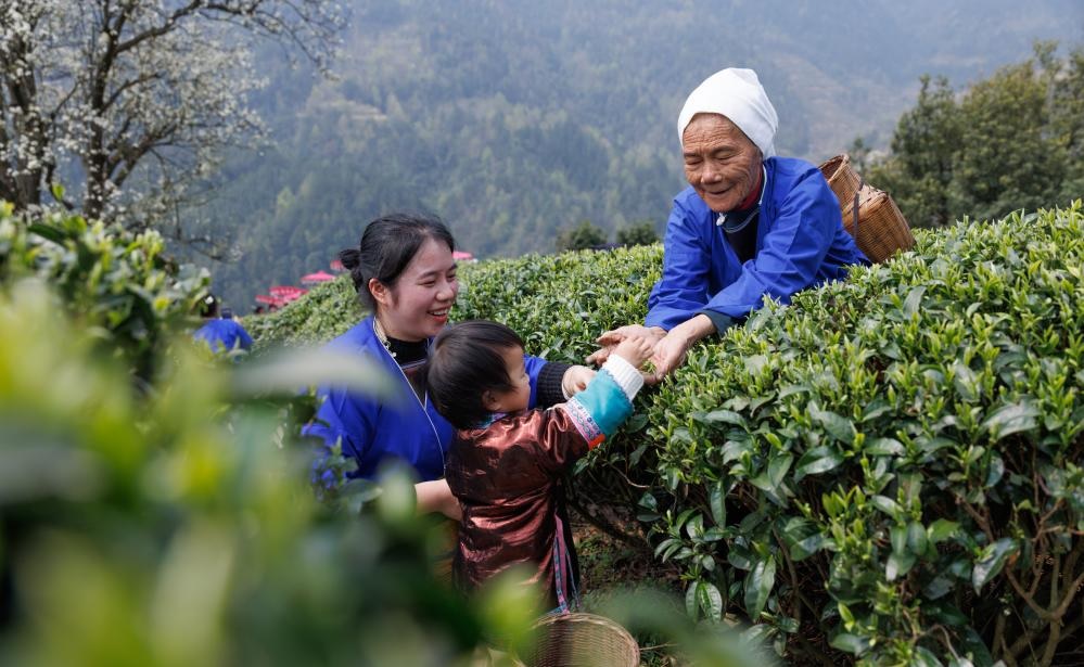 حصاد الشاي الربيعي في مناطق مختلفة بجنوبي الصين
